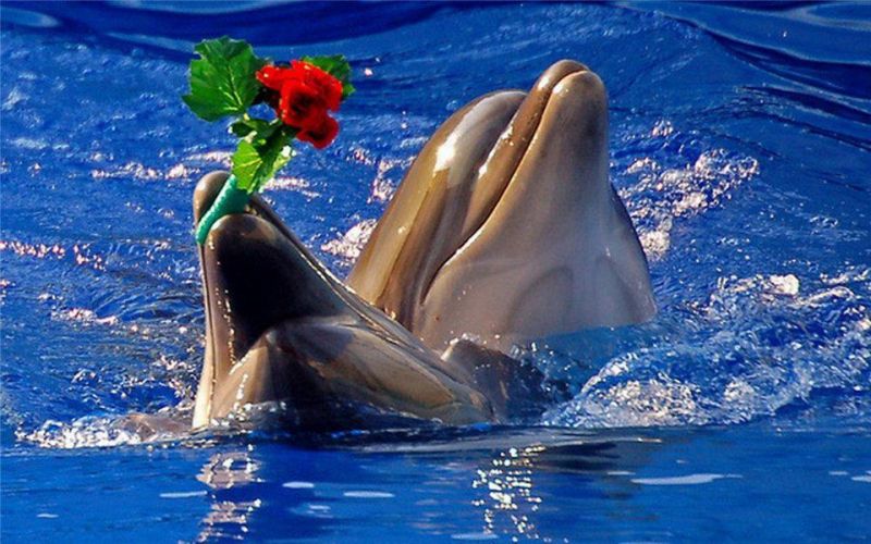 Самцы дельфинов дарят самкам букеты водорослей