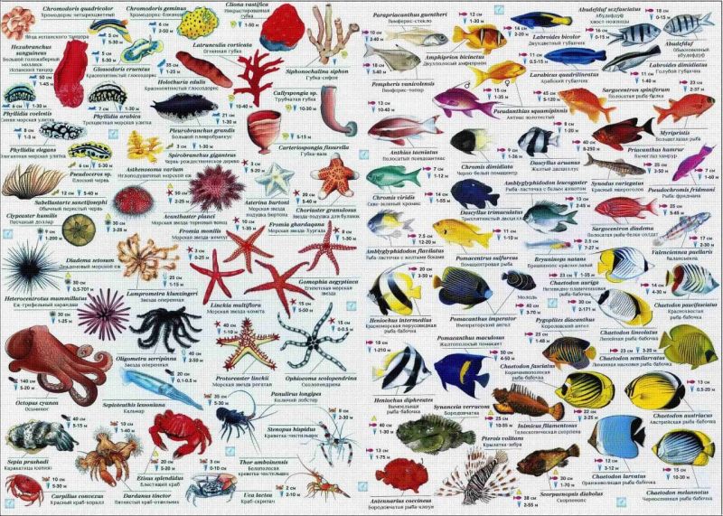 Сколько видов животных обитает в морях и океанах