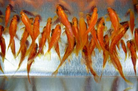 Золотые рыбки, художника Riusuke Fukahori (10 фото + 1 видео)
