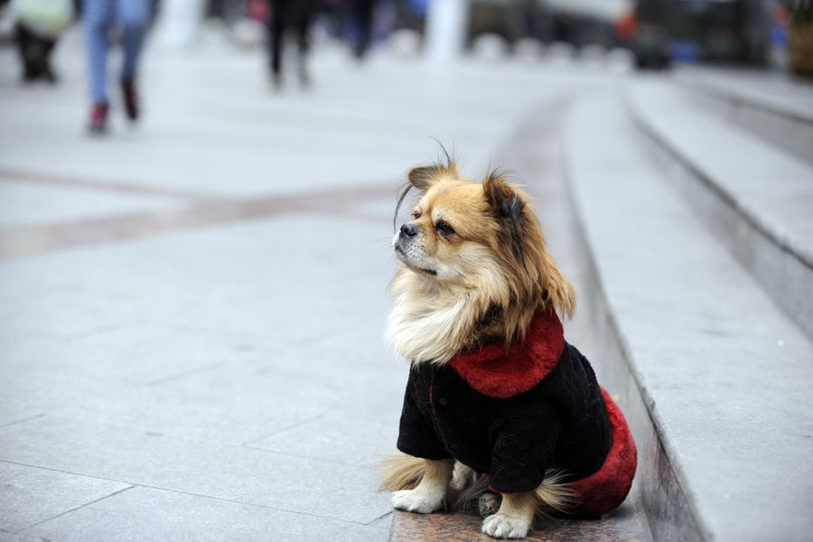 Год китайской собаки. Собака подбирает на улице. Китайские собаки с яркими хвостами.