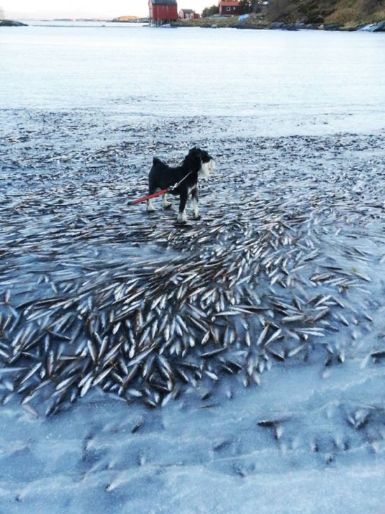 Замороженная рыба у берегов Норвегии ( 4 фото)