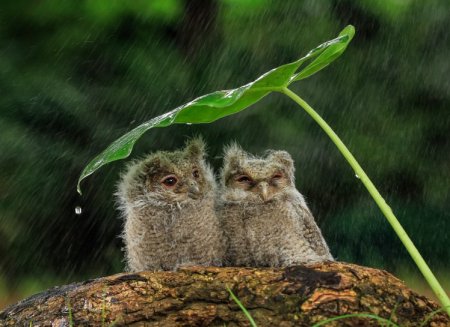 Маленькие совята под дождем (3 фото)