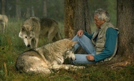 С волками жить ( 8 фото)