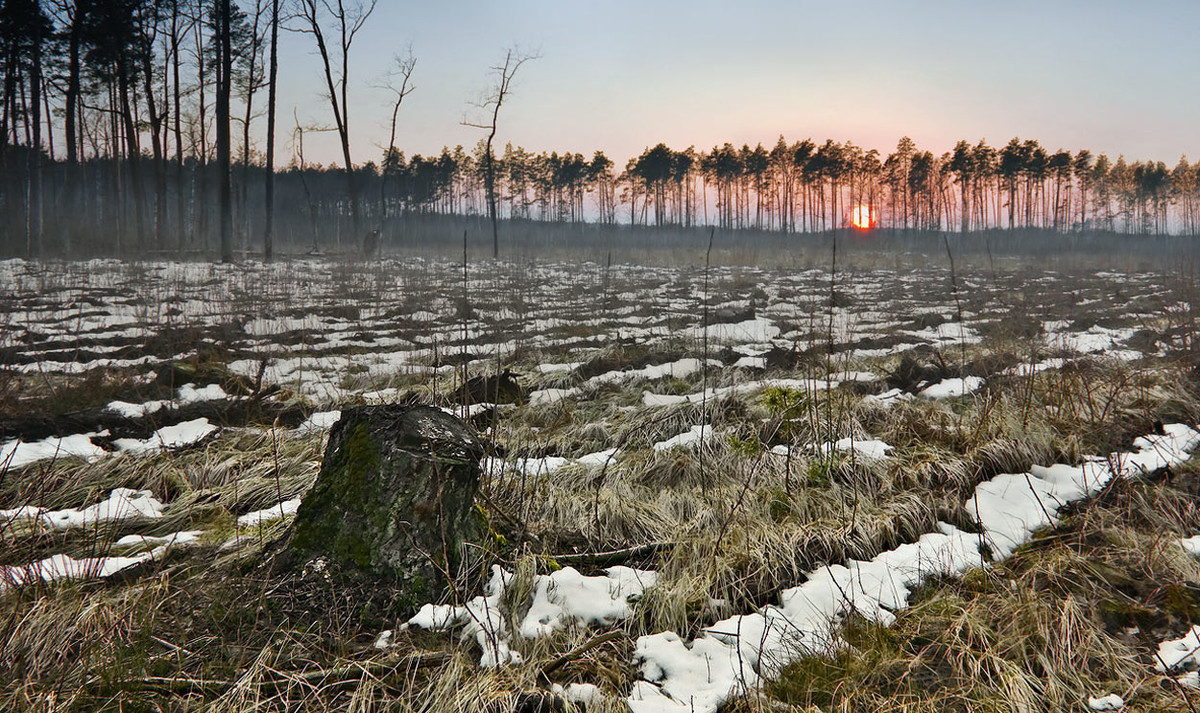 Лес гражданину рф. Вырубка лесов. Срубленный лес. Вырубка лесов в России. Вырубка лесных массивов.