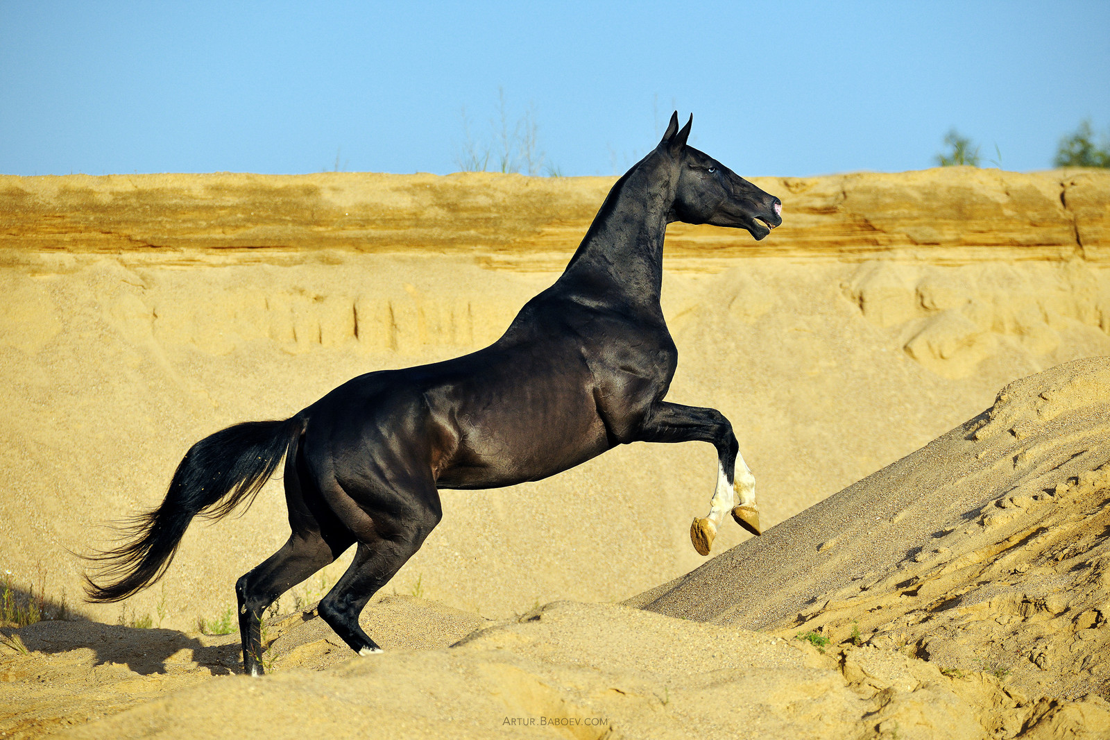 Самые красивые лошади, Ахалтекинская порода