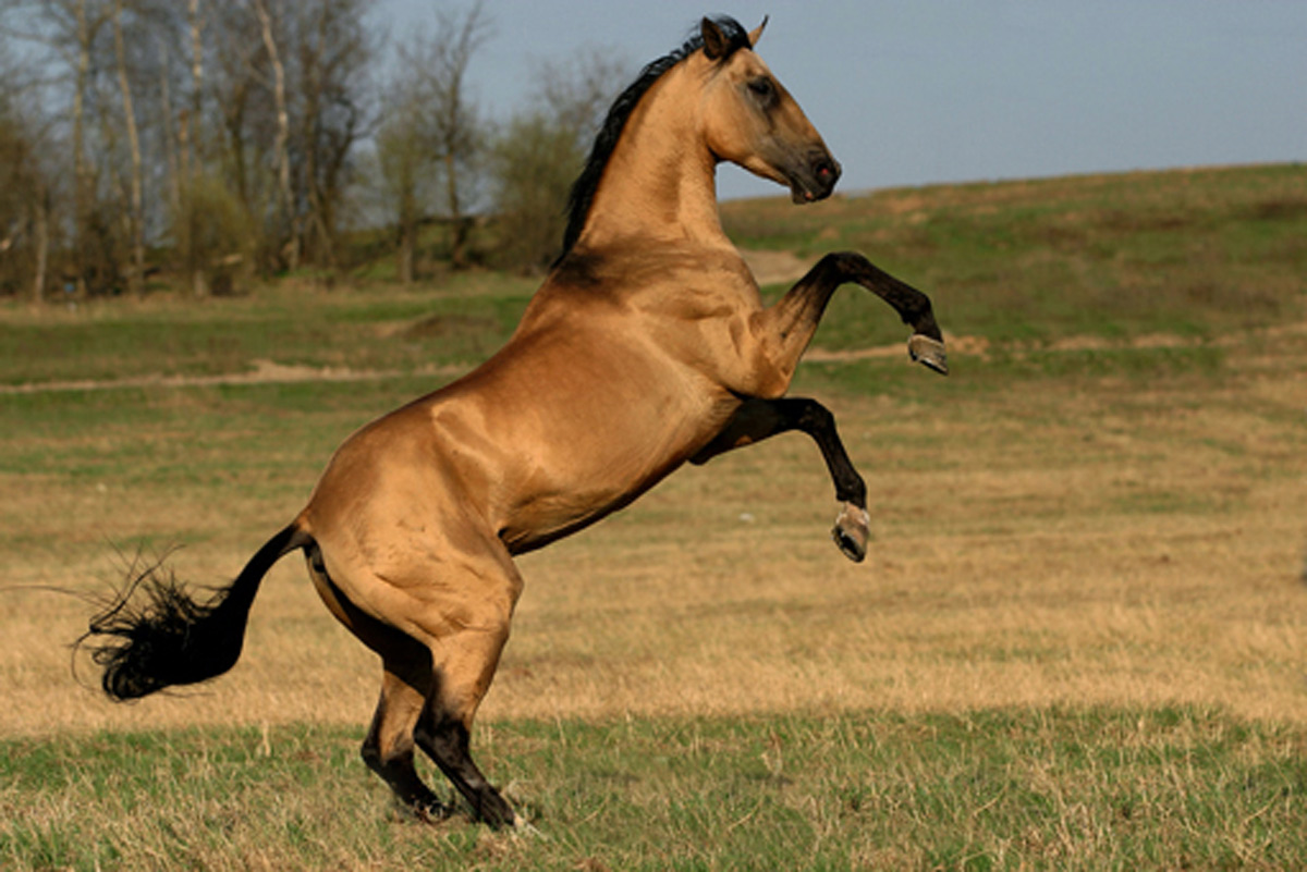 Эта лошадь красива и своенравна. Буланая масть лошади. Ахалтекинская порода лошадей. Буланый ахалтекинец. Ахалтекинская лошадь буланой масти.