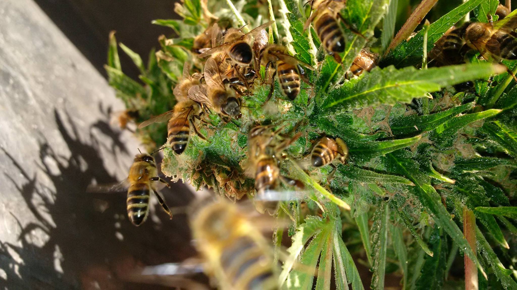 собирают ли пчелы пыльцу с конопли