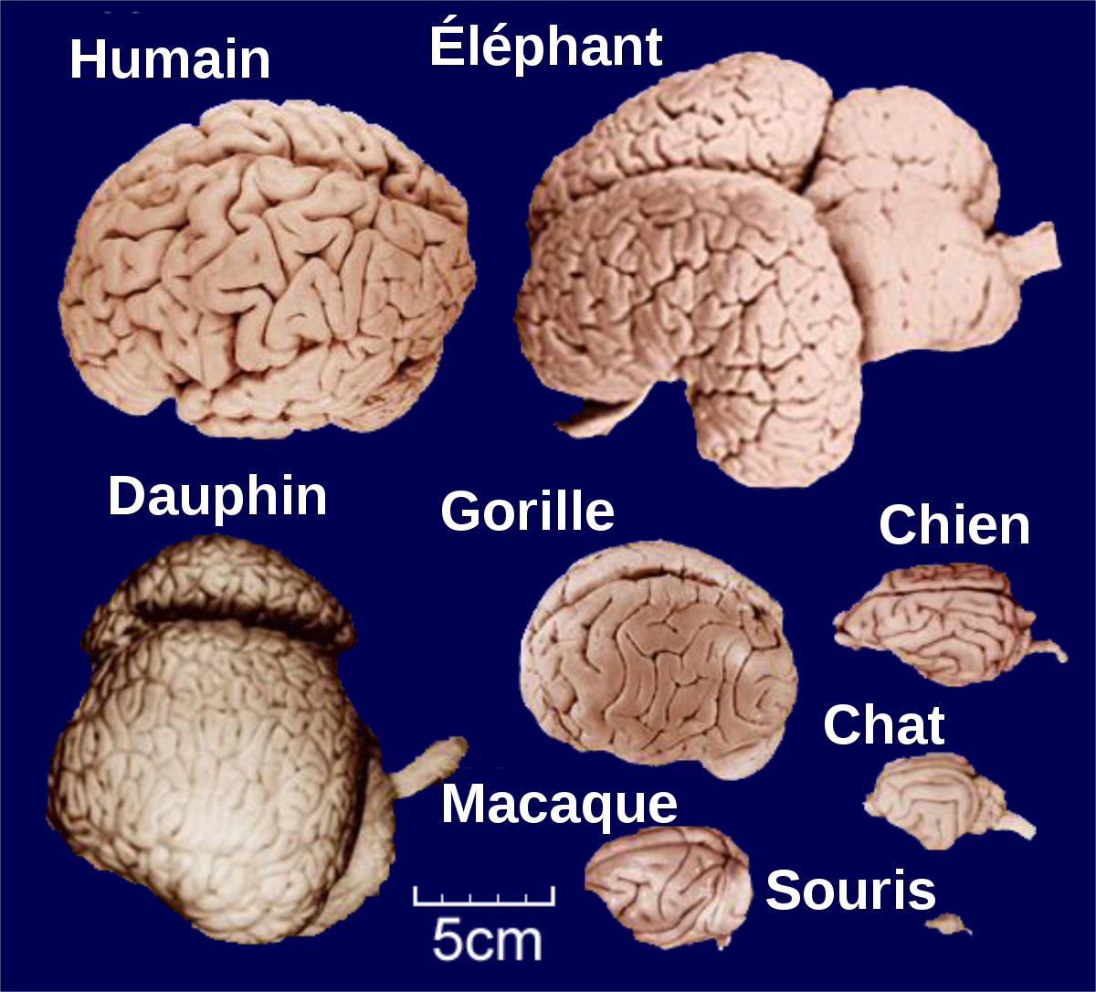 Объем головного мозга наибольшее. Мозг дельфина и человека. Размер мозга человека и дельфина. Мозг дельфина и человека слона.