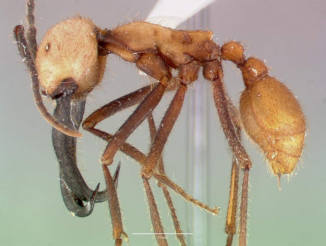 Самые опасные муравьи в мире