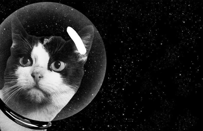 Первая кошка в космосе