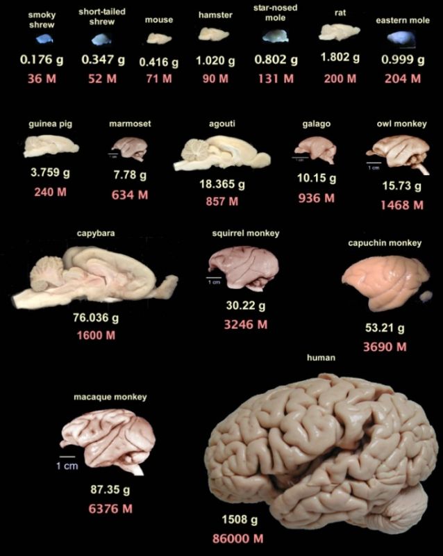 Почему у человека большой мозг (10 фото)