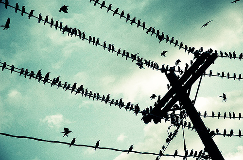 Почему птиц не бьёт током на проводах