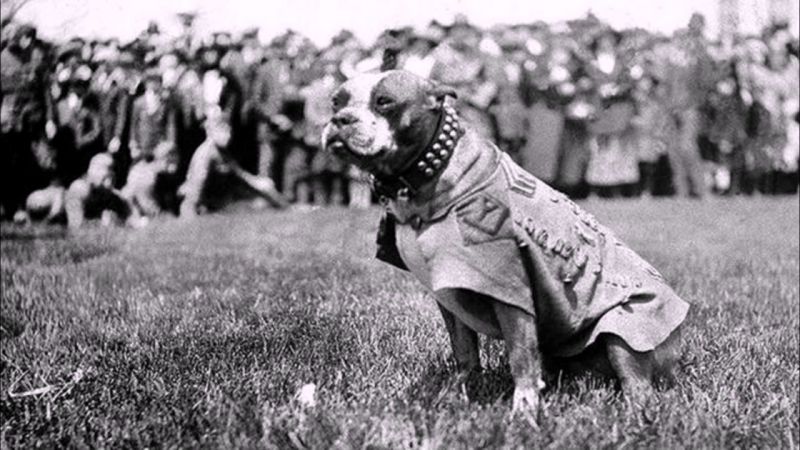Пёс сержант - герой Первой Мировой (14 фото)