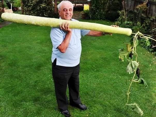Самый длинный кабачок