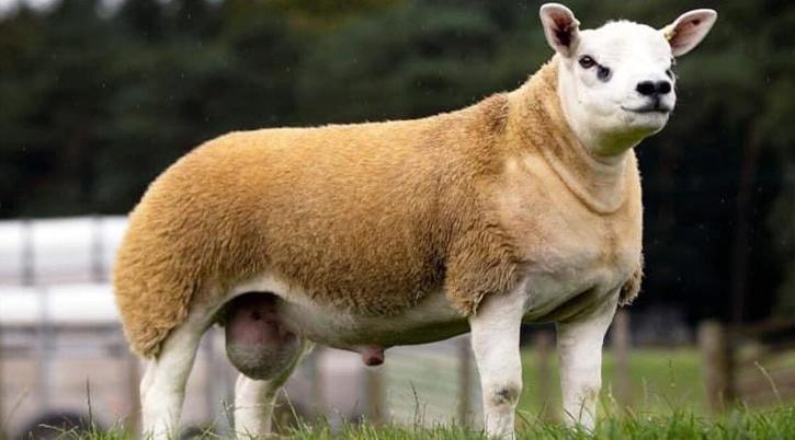 Самая дорогая овца продана за 500 000$