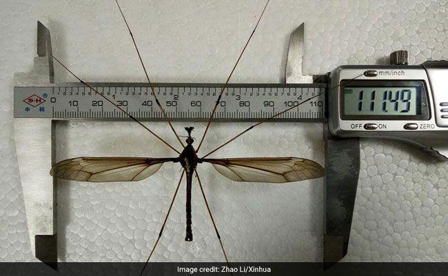 Самый большой комар