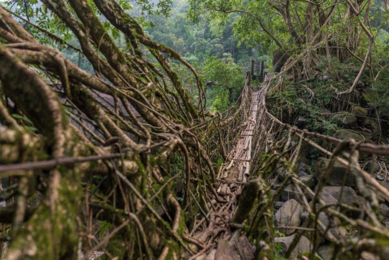 Мосты из корней деревьев