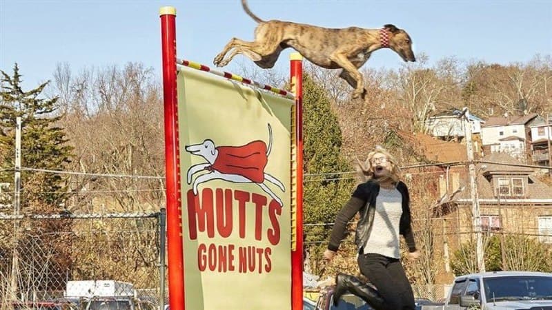 Самый высокий прыжок собаки