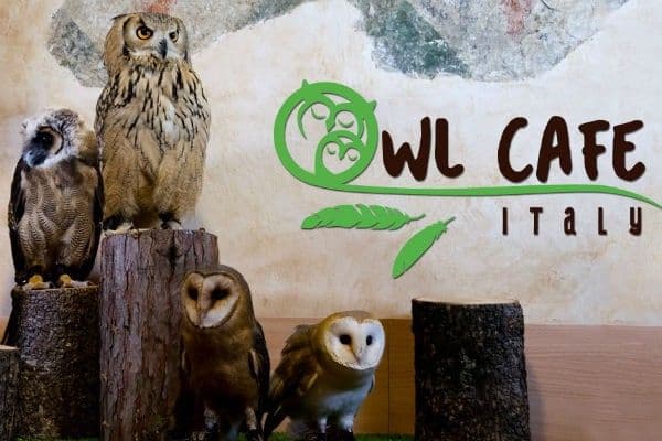 Owl Cafè — совиное кафе в Италии
