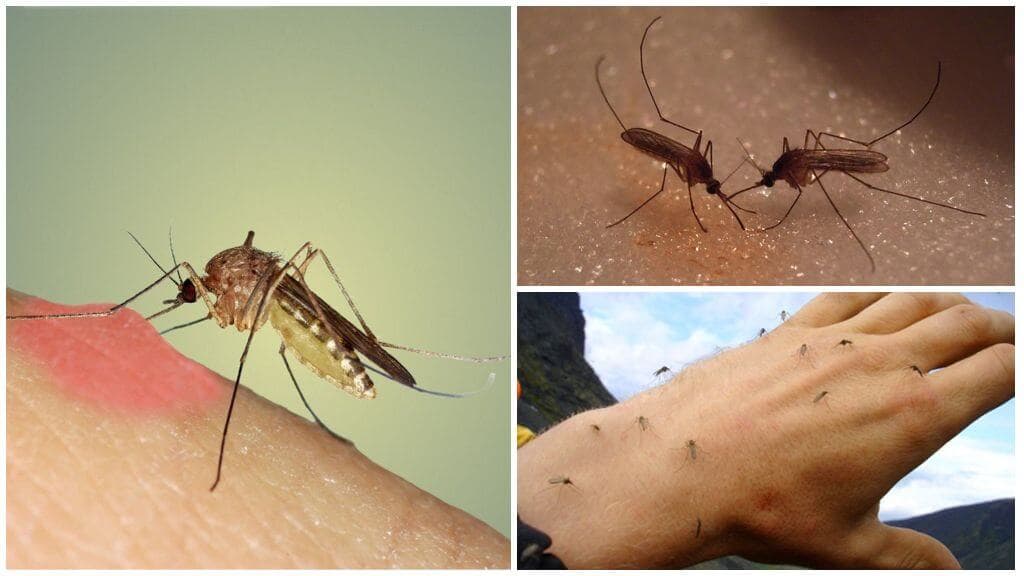 Комары к чему снятся в большом количестве. Укус комара под микроскопом. Комары на природе. Место укуса комара под микроскопом.