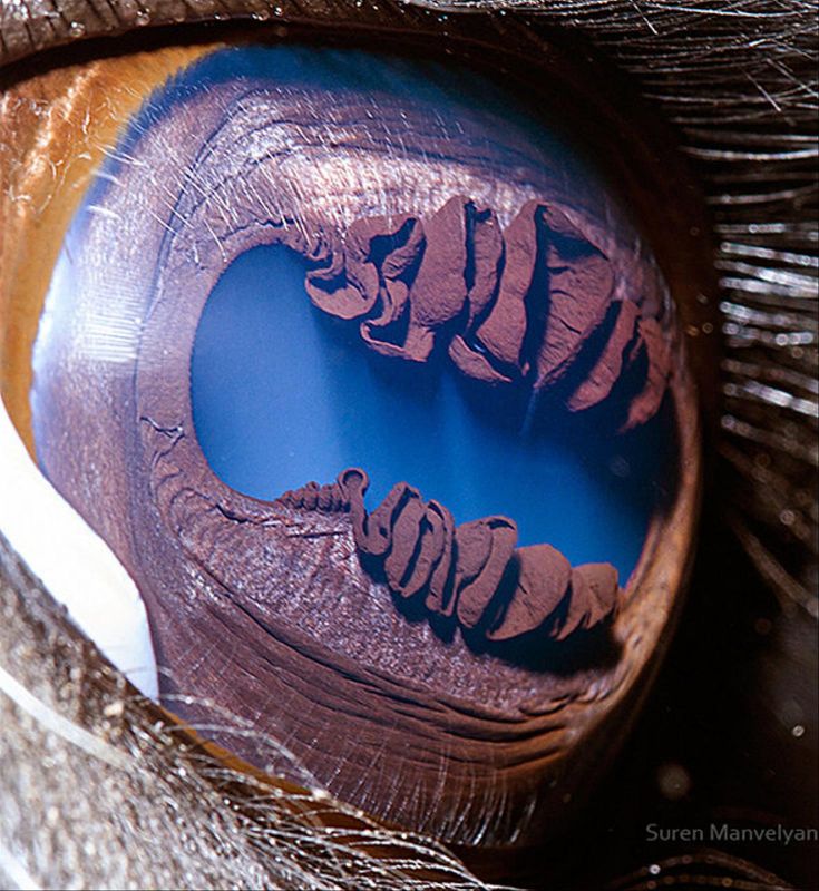 27 интересных глаз из мира животных, которые заглянут вам в душу