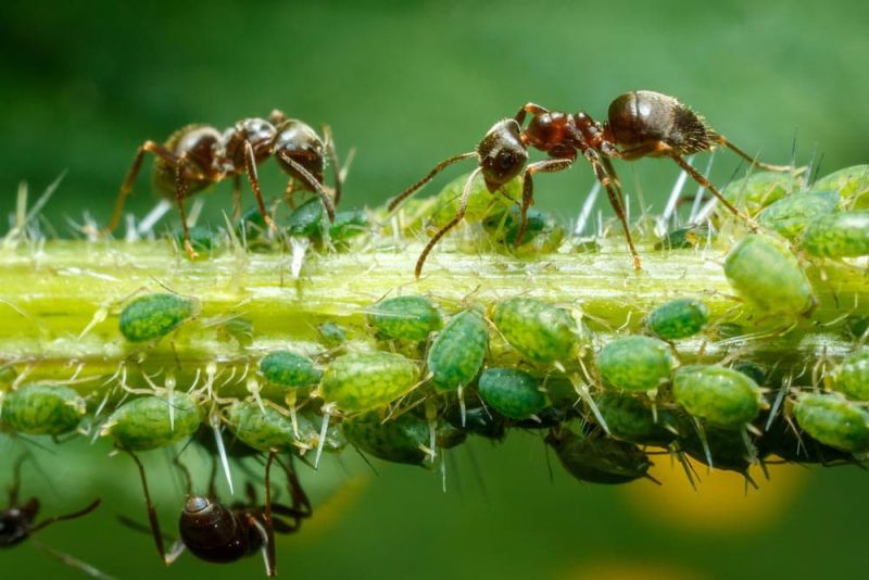 Почему муравьи защищают тлей