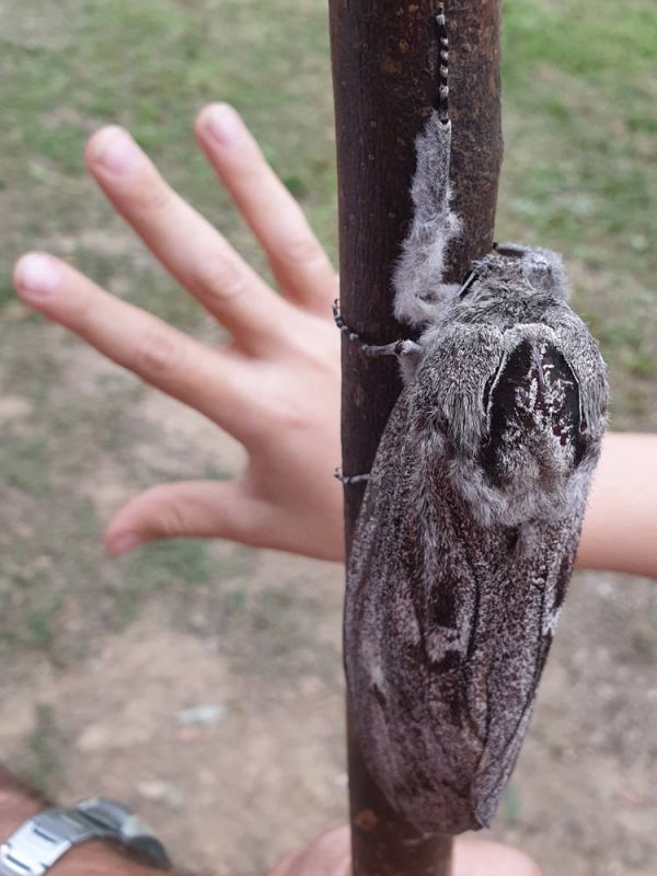 Австралийка сфотографировала мотылька больше ладони