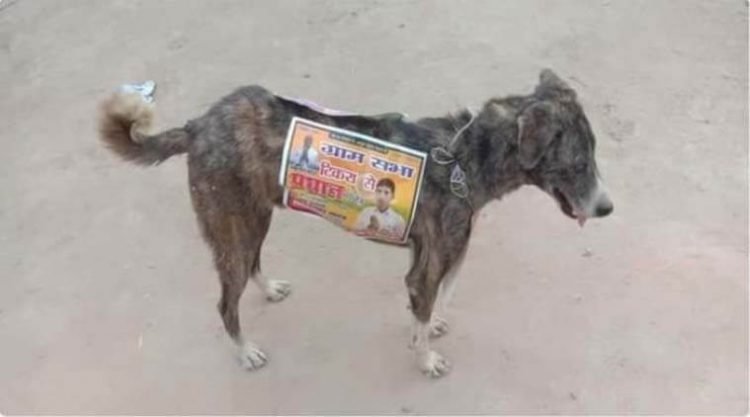 Политическая реклама на собаках в Индии