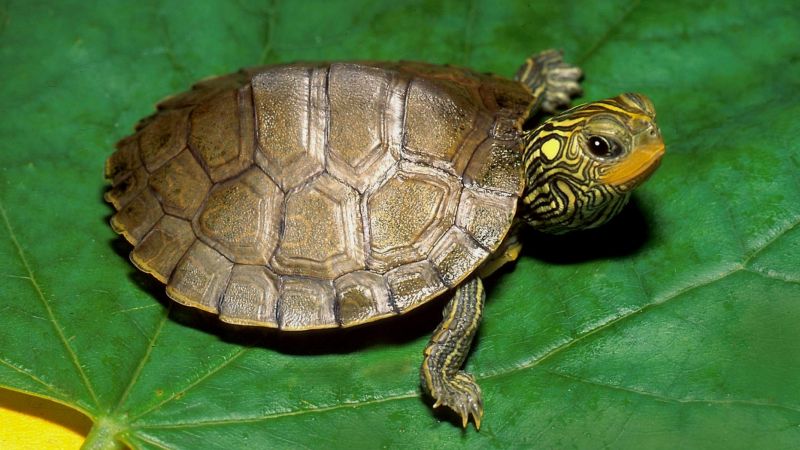 Почему панцирь черепахи состоит из шестиугольников